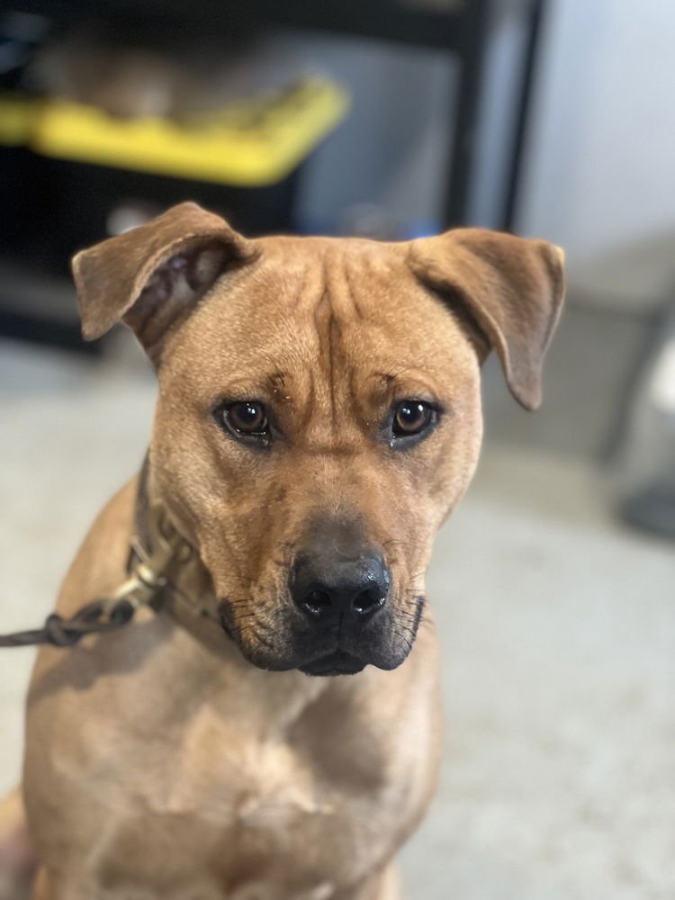 THEO - Pit Bull Terrier available for adoption