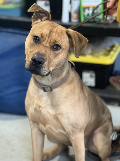 THEO - Pit Bull Terrier available for adoption