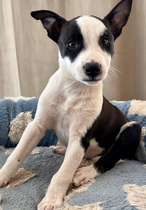 TILLY - Terrier available for adoption