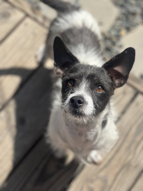 MARTY - Jack Russell Terrier available for adoption
