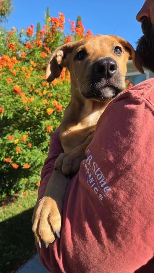 TEDDY - Labrador Retriever available for adoption