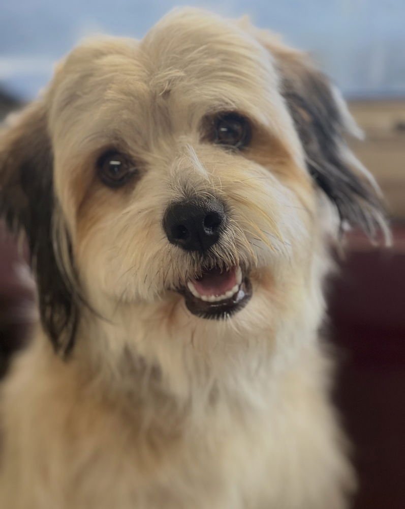 SWEAT PEA - Lhasa Apso / Poodle (Standard) available for adoption