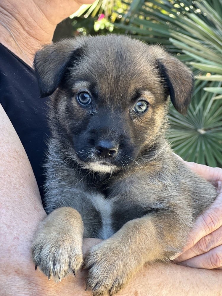 BASIL - Havanese / Lhasa Apso available for adoption
