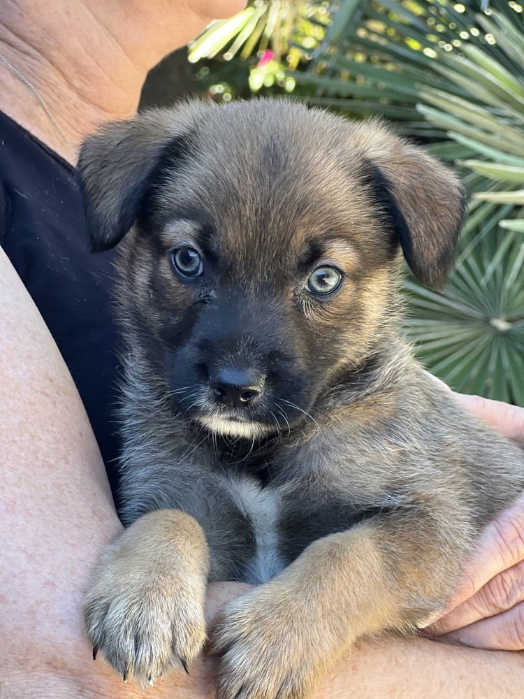 BASIL - Havanese / Lhasa Apso available for adoption