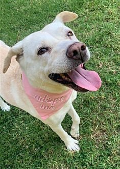 MADDY - Jindo (Korean) / Labrador Retriever available for adoption