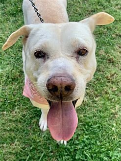 MADDY - Jindo (Korean) / Labrador Retriever available for adoption