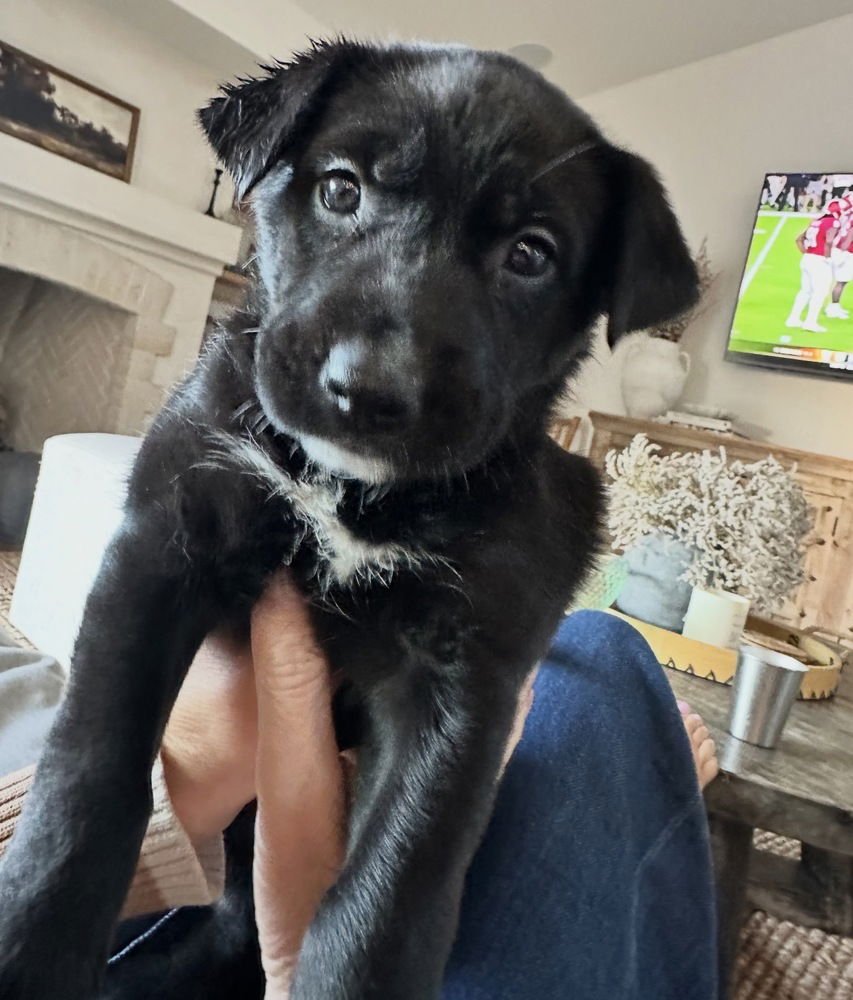 BALI - Labrador Retriever available for adoption