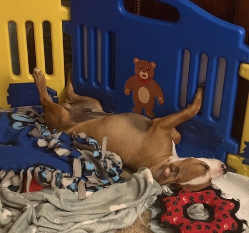 BENNY - Boxer available for adoption