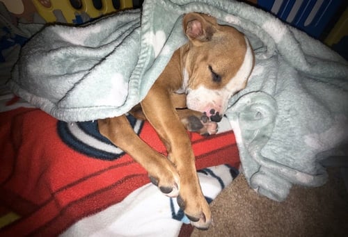 BENNY - Boxer available for adoption
