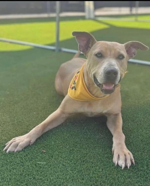 LUCINDA - Shepherd / Pit Bull Terrier available for adoption