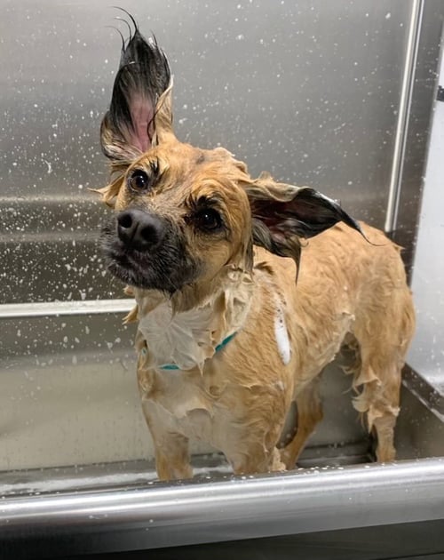 MUNCY - Papillon / German Shepherd Dog available for adoption