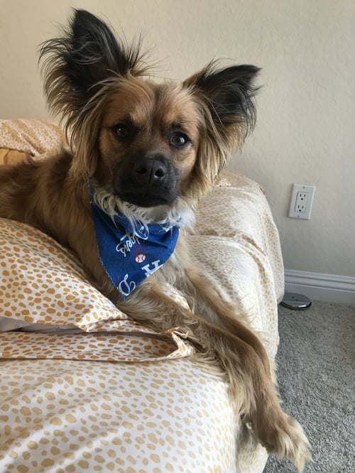 MUNCY - Papillon / German Shepherd Dog available for adoption