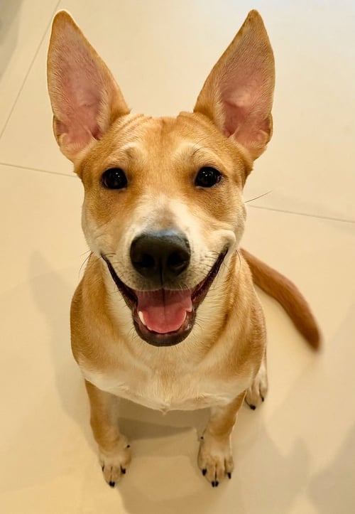 FOXY - Carolina Dog / Shepherd available for adoption