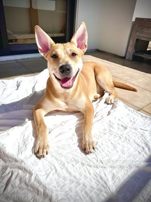 FOXY - Carolina Dog / Shepherd available for adoption