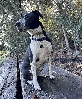 LOLA - Australian Shepherd / Maremma Sheepdog available for adoption