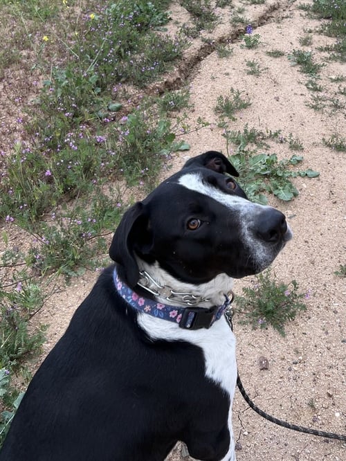 LOLA - Australian Shepherd / Maremma Sheepdog available for adoption