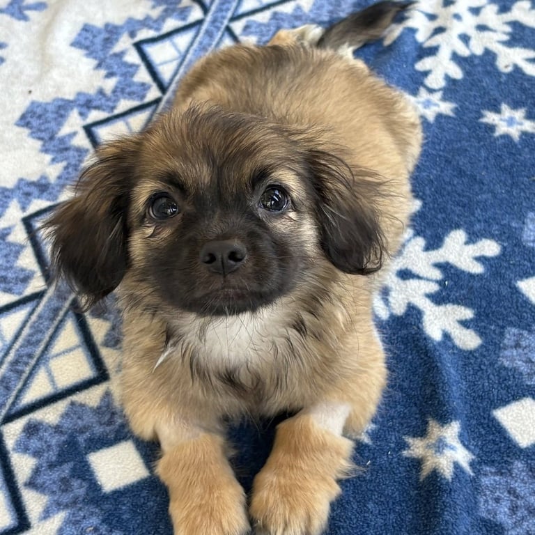 Fuzzy Image