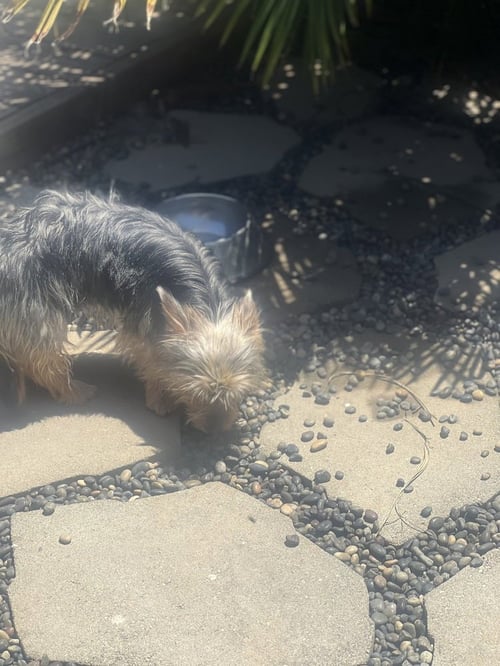 LILY - Yorkshire Terrier Yorkie available for adoption