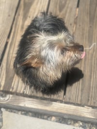 Lily - Photo 4