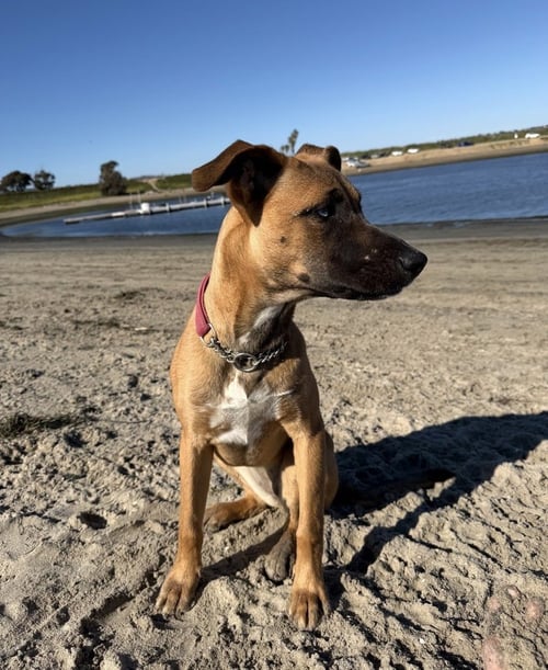 SEDONA - Shepherd / Labrador Retriever available for adoption