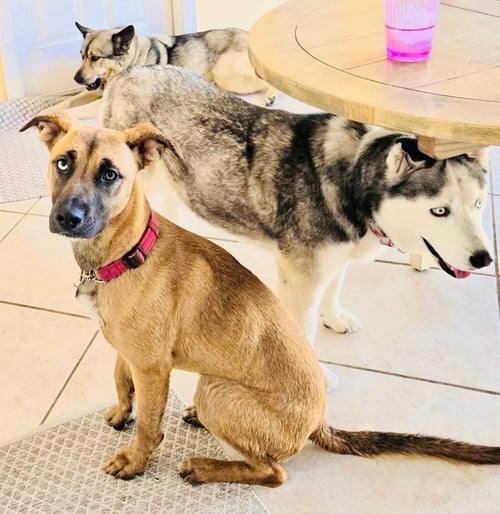 SEDONA - Shepherd / Labrador Retriever available for adoption