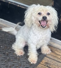 Toby - Photo 3