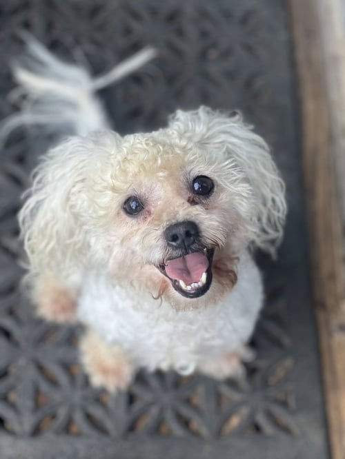 TOBY - Poodle (Miniature) available for adoption