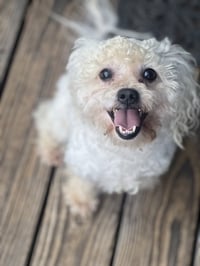 Toby - Photo 4