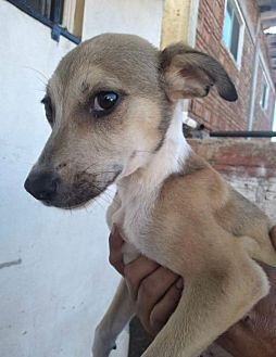 DOVER - Hound / Retriever available for adoption