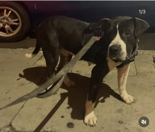 PENELOPE - Pit Bull Terrier available for adoption