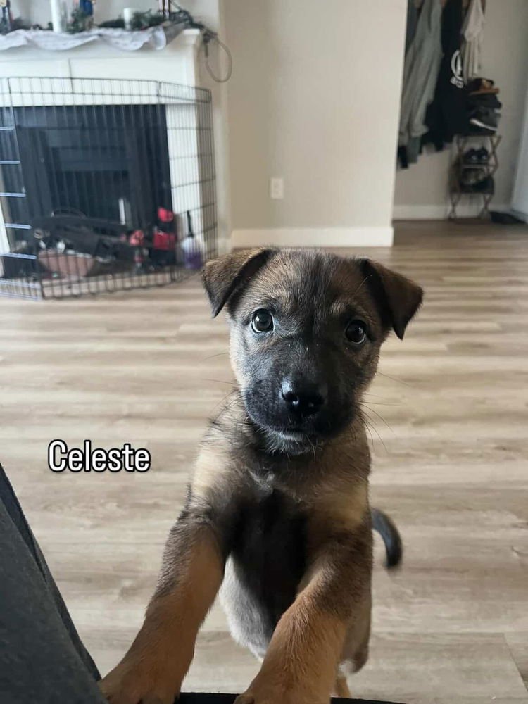 CELESTE - Husky / Shepherd available for adoption