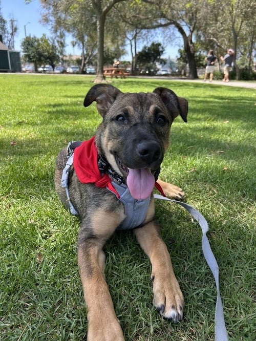 CELESTE - Husky / Shepherd available for adoption