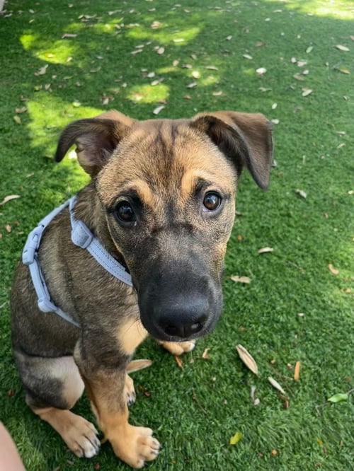 CELESTE - Husky / Shepherd available for adoption
