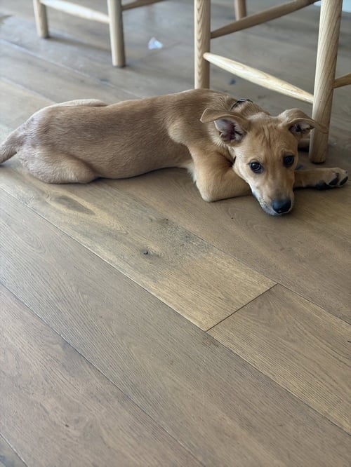 VICKY - Shepherd available for adoption