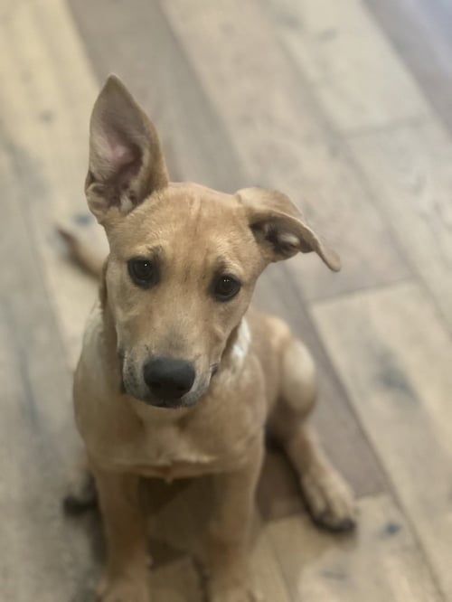 VICKY - Shepherd available for adoption