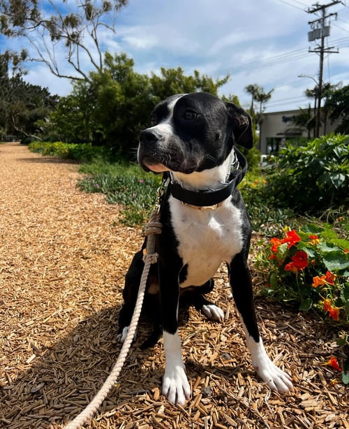 VISSLA - Pit Bull Terrier / Labrador Retriever available for adoption
