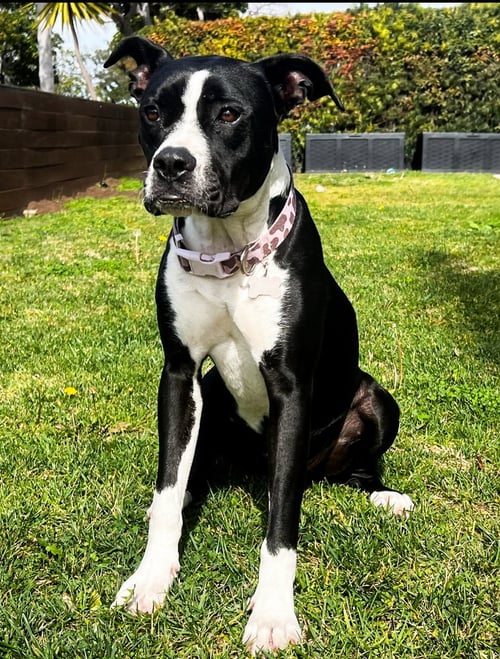 VISSLA - Pit Bull Terrier / Labrador Retriever available for adoption