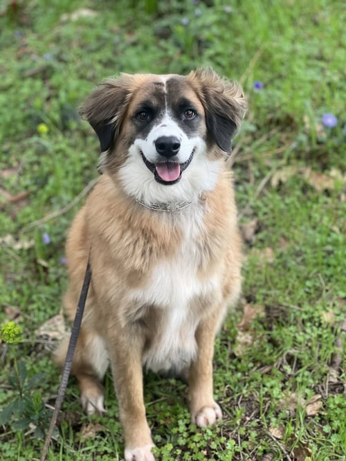 ALPHIE - Australian Shepherd available for adoption