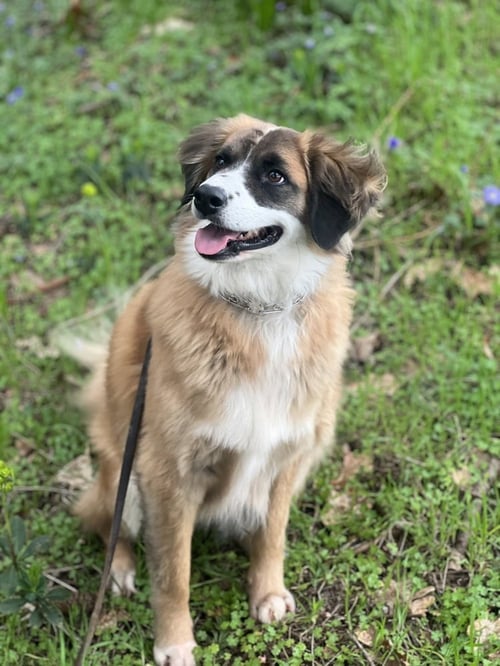 ALPHIE - Australian Shepherd available for adoption