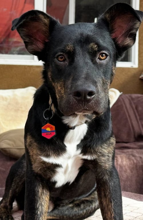 ZEUS FORMERLY BENTLEY - Shepherd available for adoption