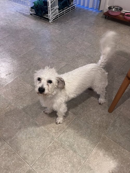 CHIP - Maltese available for adoption