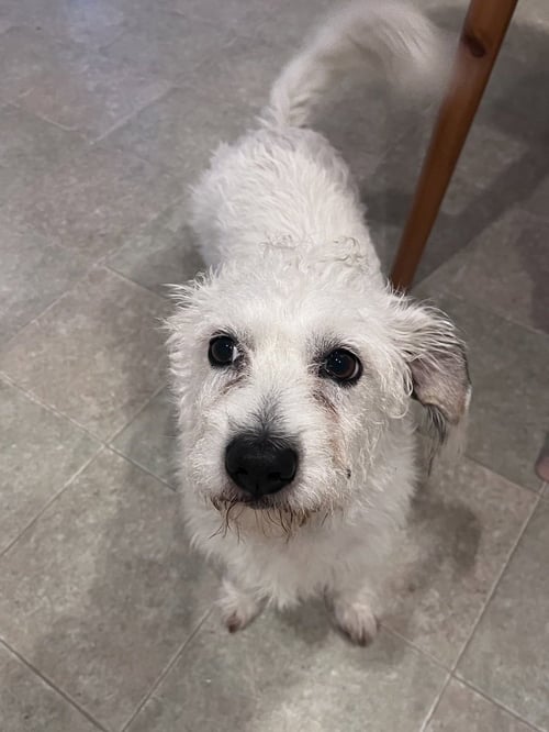 CHIP - Maltese available for adoption