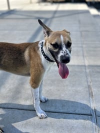 Bogart - Photo 4