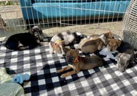 Bogart - Photo 20