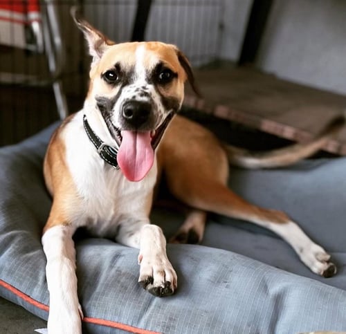 BOGART - Australian Cattle Dog/Blue Heeler / Shepherd available for adoption