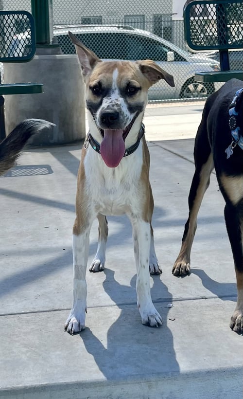 BOGART - Australian Cattle Dog/Blue Heeler / Shepherd available for adoption