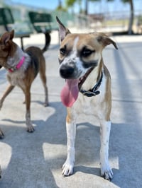 Bogart - Photo 6