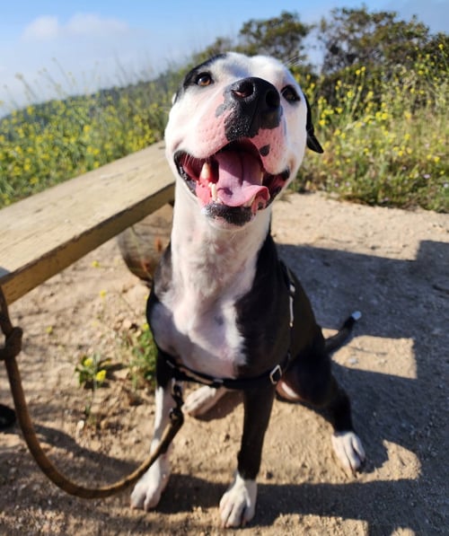 VALENTINO - Staffordshire Bull Terrier available for adoption