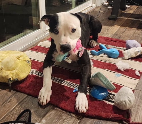 VALENTINO - Staffordshire Bull Terrier available for adoption