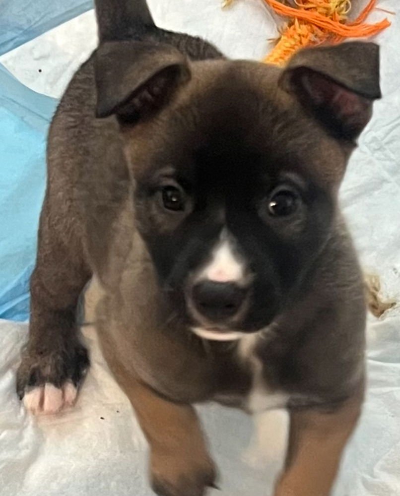 RYLEE - German Shepherd Dog / Pit Bull Terrier available for adoption